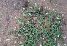 Nở ngày đất: Vị thuốc dùng giảm đau, chống viêm, trị gout