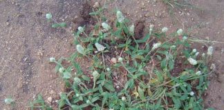 Nở ngày đất: Vị thuốc dùng giảm đau, chống viêm, trị gout