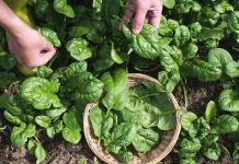 Loại rau siêu bổ dưỡng từ lá đến rễ, nhiều người không biết lại đem cắt bỏ