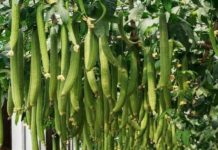 Trồng mướp chỉ toàn lá không thấy quả, dùng ngay chiêu lạ này ra quả sai trĩu trịt