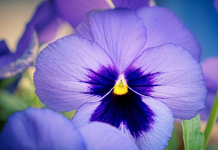 Thời gian 6 ngày tới (12/12 – 17/12), 3 con giáp Thần Tài trao vé vàng, gặt vận may – thu lộc trời, tiền bạc không thiếu, giàu sang chạm đỉnh