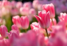 Tử vi 4 ngày liên tiếp (7, 8, 9 và 10/12), 3 con giáp thóc lúa đầy bồ, tiền bạc đầy két, đời vận lên hương, giàu sang Phú Quý ngút trời