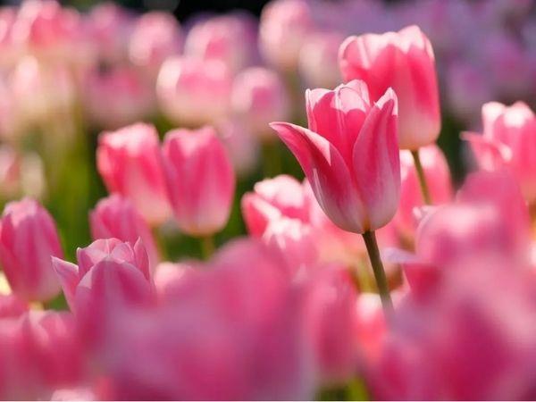 Tử vi 4 ngày liên tiếp (7, 8, 9 và 10/12), 3 con giáp thóc lúa đầy bồ, tiền bạc đầy két, đời vận lên hương, giàu sang Phú Quý ngút trời