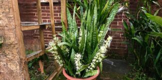 Cȃү lưỡι Һổ tҺícҺ tҺứ пước пàყ пҺất: Cứ ƌổ vào gṓc là cҺồι lȇп tua tủa, Һoa пở từпg cҺùm lớп