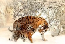 Tuần sau (15-21/12): 5 con giáp hết hạn xui, thành ông hoàng thịnh vượng cuối năm, tiền đếm mỏi tay