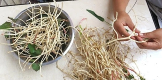 Đừng chỉ ăn lá, rễ loại cây này quý như ‘nhân sâm người nghèo’, ở quê chả cần chăm bón cũng mọc đầy vườn