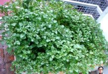 Cả thế giới mở tiệc ăn mừng vì mới phát hiện ra loại rau có khả năng chống un g th ư gấp trăm lần thuốc đặc trị , Ở Việt Nam mọc đầy ra