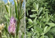 Nếu may mắn gặp cây này, đừng vội chặt đi, hàng nghìn người sống lại chỉ bằng 7 bài thuốc từ lá của nó