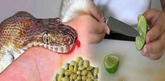 Lưu ngay bài thuốc quý giúp hút đ.ộc tố, cứu sống người bị chó dại, rắn c.ắ.n chỉ trong 1 phút