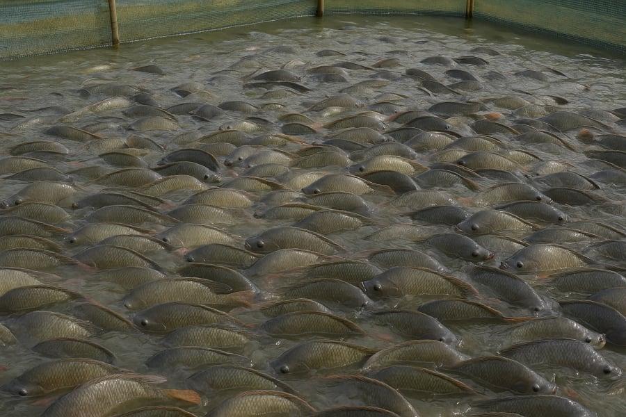 Cá nuôi công nghiệp thường được sử dụng kháng sinh, tiềm ẩn rủi ro cho sức khỏe nếu ăn thường xuyên.