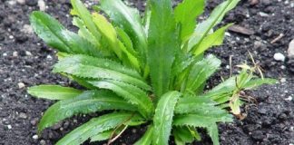 Trồng khóm mùi tàu trong nhà như có thêm ‘tủ thuốc quý’