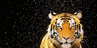 Từ tháng 1 dương lịch: 3 tuổi thấy Cơ Hội Tiền Lớn càng phải Bình Tĩnh, nóng vội là dễ Trắng Tay