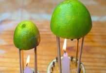 Lấy thứ này cắm vào quả chanh rồi để góc nhà, muỗi một đi không trở lại