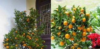 Cây quất chơi Tết xong đừng vội vứt đi, làm theo cách này năm sau quả sai lúc lỉu, không tốn tiền mua