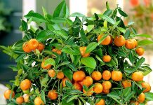 Nguy cơ ngộ độc nếu ăn quất cảnh sau Tết