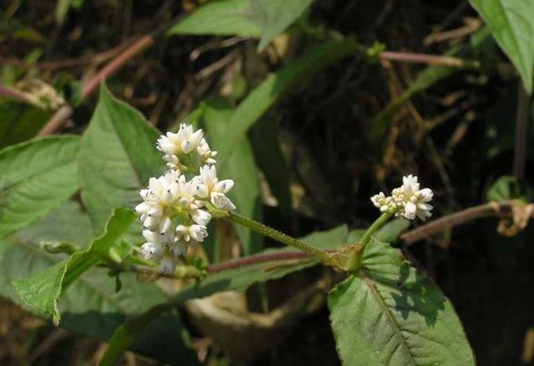 Loại cây có tên đọc 'méo cả mồm', giúp giải nhiệt, tiêu độc, trị dạ dày cực hiệu quả - Ảnh 2.