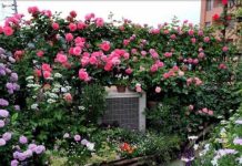 Loại bột thường có trong bếp này, chỉ cần rắc 1 chút lên cây cảnh, nụ ra chi chít, hoa nở đầy vườn