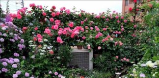 Loại bột thường có trong bếp này, chỉ cần rắc 1 chút lên cây cảnh, nụ ra chi chít, hoa nở đầy vườn