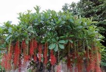 3 loại cây trồng trước cửa nhà nào nhà đó đời đời giàu có: Chỉ cần 1 cây thôi chẳng thiếu tiền tiêu