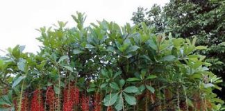 3 loại cây trồng trước cửa nhà nào nhà đó đời đời giàu có: Chỉ cần 1 cây thôi chẳng thiếu tiền tiêu