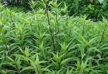 Có cây này hơn Báu Vật trong tay, trồng ngay 1 khóm trong vườn khi cần