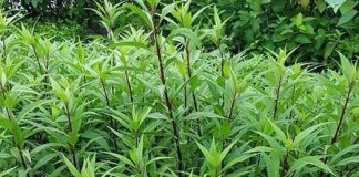 Có cây này hơn Báu Vật trong tay, trồng ngay 1 khóm trong vườn khi cần