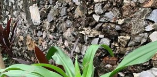 Cây náng hoa trắng – dược liệu đa lợi ích cho sức khỏe con người