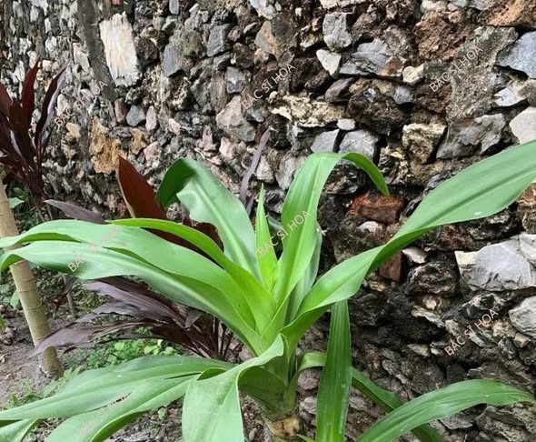 Cây náng hoa trắng – dược liệu đa lợi ích cho sức khỏe con người