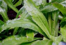 Trồng khóm mùi tàu trong nhà như có thêm ‘tủ thuốc quý’ hỗ trợ điều trị bệnh