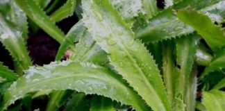 Trồng khóm mùi tàu trong nhà như có thêm ‘tủ thuốc quý’ hỗ trợ điều trị bệnh