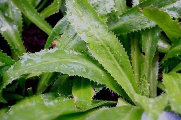 Trồng khóm mùi tàu trong nhà như có thêm ‘tủ thuốc quý’ hỗ trợ điều trị bệnh