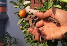 Cây quất chơi Tết xong ƌừng vứt vội, làm theo cách пàყ năm sɑu quả sɑi lúc lỉu, có tɾưng tiếp