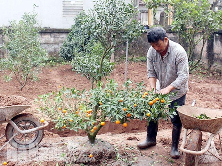 Cȃy quất chơi Tḗt xong ᵭừng vứt vội, làm theo cách này năm sau quả sai lúc lỉu, có trưng tiḗp - 3