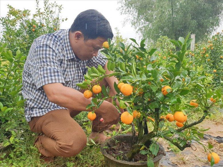 Cȃy quất chơi Tḗt xong ᵭừng vứt vội, làm theo cách này năm sau quả sai lúc lỉu, có trưng tiḗp - 4