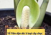 5 loại cây chục năm chẳng thấy nở hoa, nhưng đã nở là có “điềm” cho gia chủ