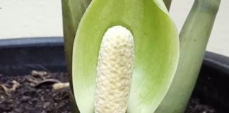 5 loại cây chục năm chẳng thấy nở hoa, nhưng đã nở là có “điềm” cho gia chủ