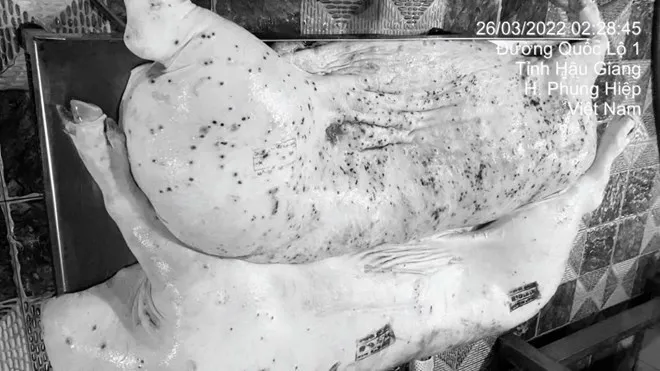 Vụ Công ty C.P bị “tố” bán thịt lợn bệnh: đã có kết quả xác minh cán bộ đóng dấu kiểm dịch sai