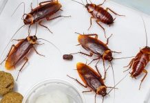 Chỉ bạn 4 cách hiệu quả để nhà không có một bóng con gián nào