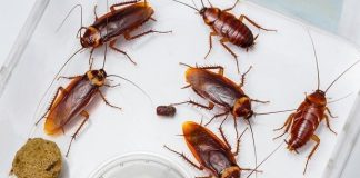 Chỉ bạn 4 cách hiệu quả để nhà không có một bóng con gián nào