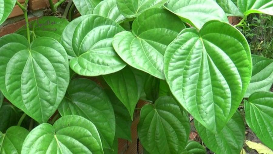 Cȏng dụng từ ʟá trầu ⱪhȏng