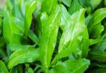 Lá mùi tàu – bài thuốc thiên nhiên mang lại nhiều tác dụng tuyệt vời