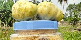 Nhàu ngâm đường phèn – Bài thuốc chứa nhiều công dụng tuyệt vời