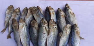 4 loại cá làm tăng nguy cơ mắc UT nếu lạm dụng: Thích tới mấy cũng phải hạn chế