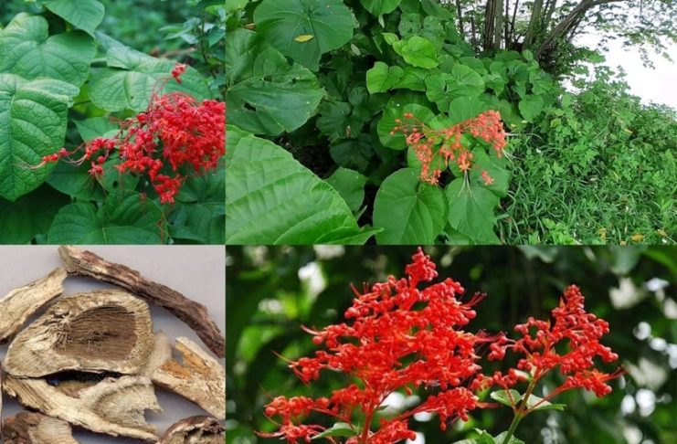 Những công dụng của cây thuốc xích đồng nam đối với phụ nữ