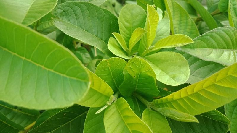 Những người sau nên uống nước lá ổi thường xuyên 4