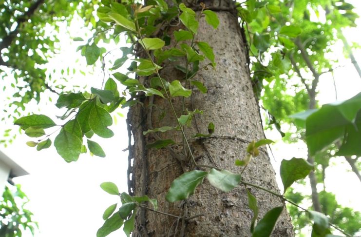 Tầm gửi và những công dụng hữu ích trong y học