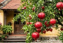 Vì sao người giàu thích trồng một cây lựu trước cửa nhà?