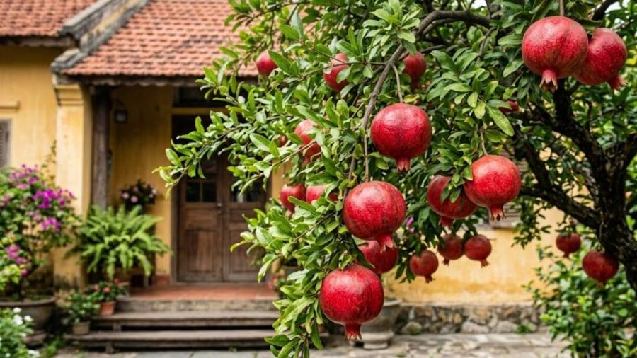 Cây lựu không chỉ là loại cây ăn quả, cây cảnh mà còn có ý nghĩa riêng đối với phong thủy nhà ở.