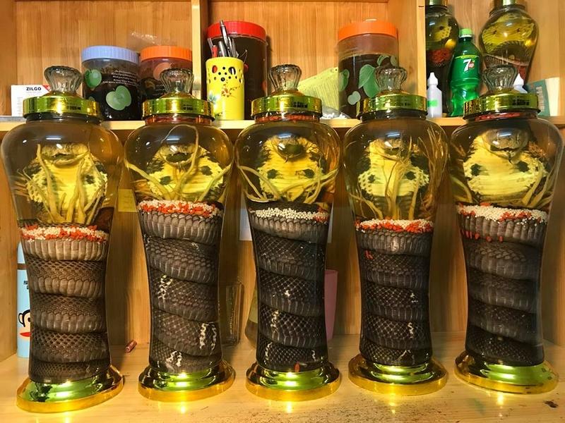 ngộ độc rượu rắn 2